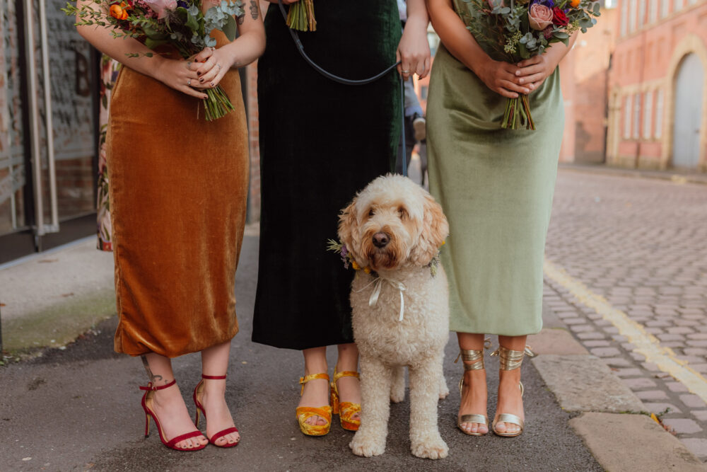Dogs at Weddings