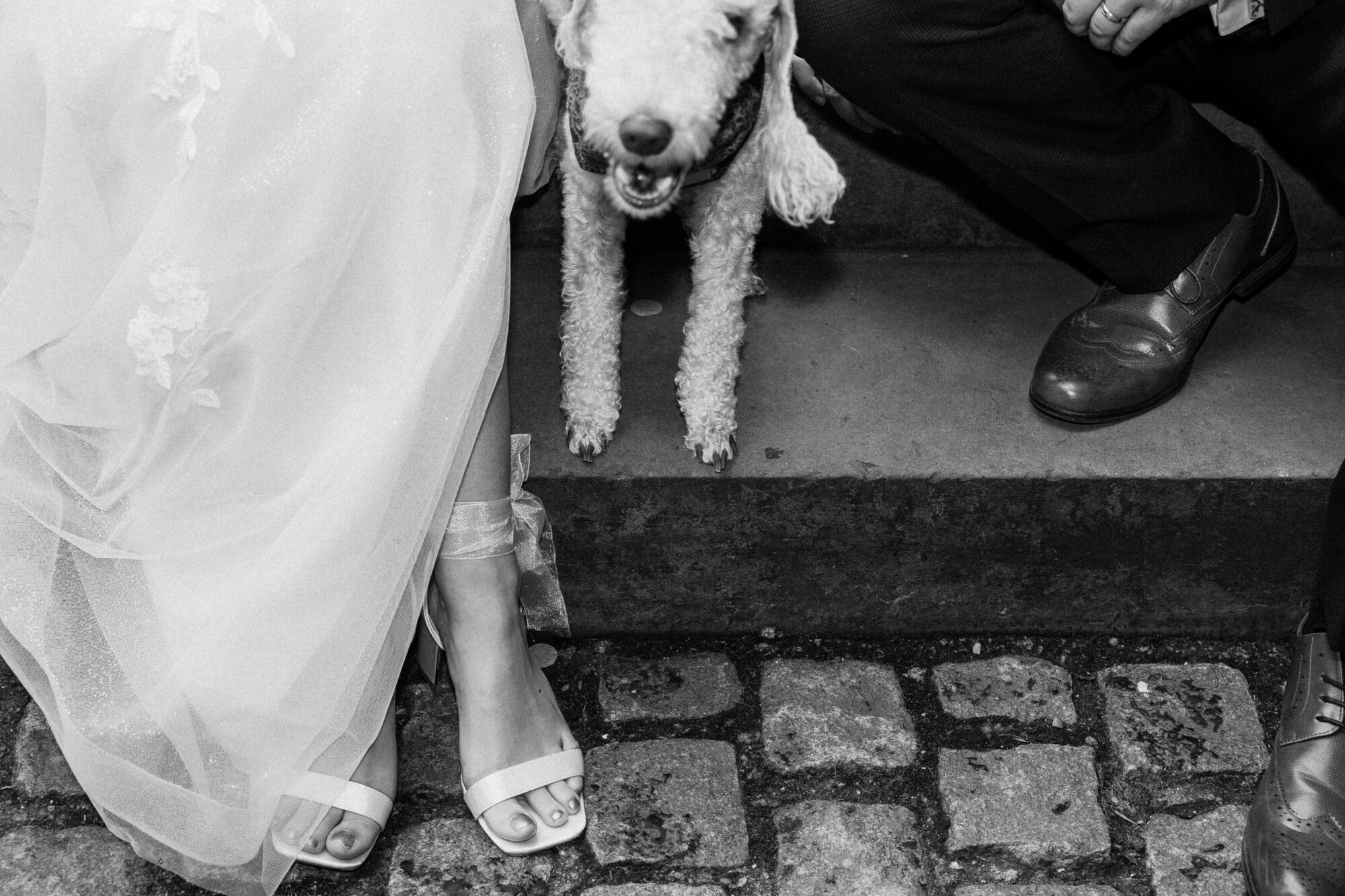 Dogs at Weddings