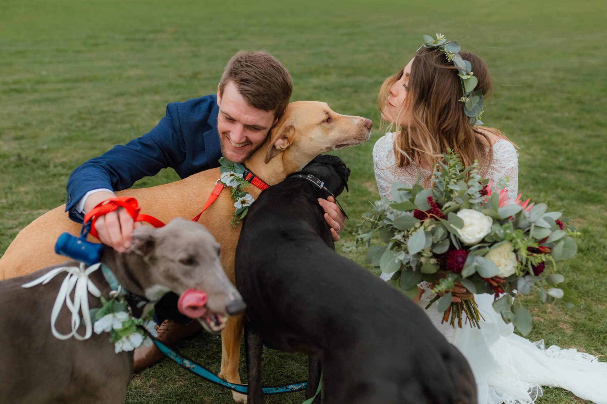 Dogs at Weddings