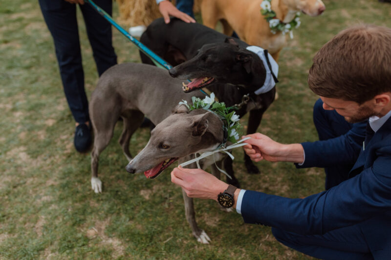 Dogs at Weddings