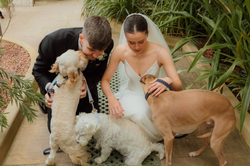 Dogs at Weddings